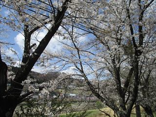 嬬恋村の桜☆_d0045362_20255072.jpg