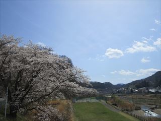 嬬恋村の桜☆_d0045362_20255710.jpg