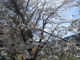 嬬恋村の桜☆_d0045362_20260956.jpg