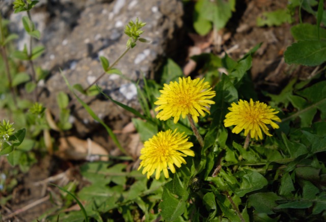 c0008664_1733381.jpg