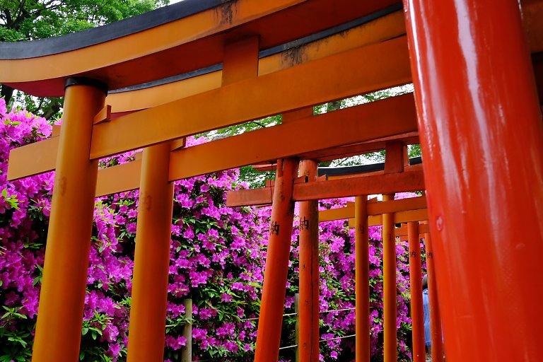 根津神社（４月２３日）_c0057265_15001459.jpg