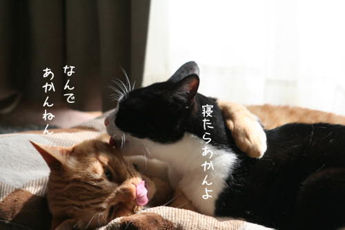 a0216583_23504133.png