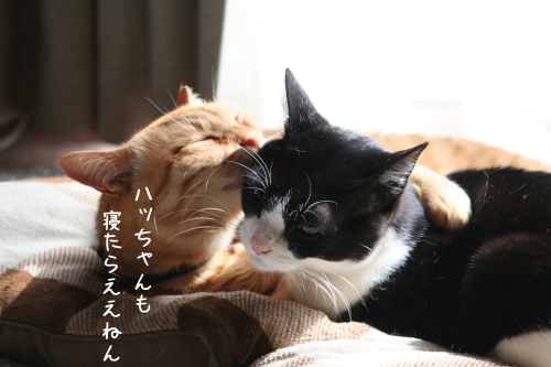a0216583_23504528.png