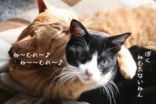 a0216583_23505157.png