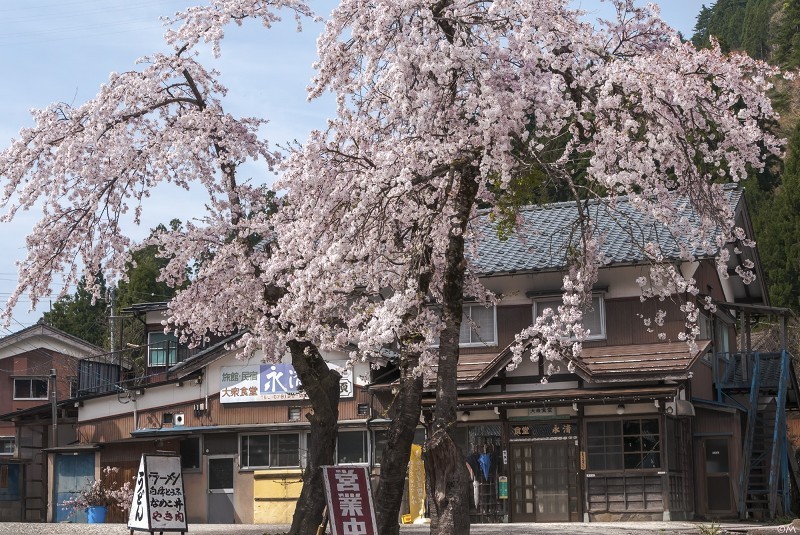 山桜と水芭蕉を楽しむ - 四季燦燦　癒し系～＾＾かも風景写真