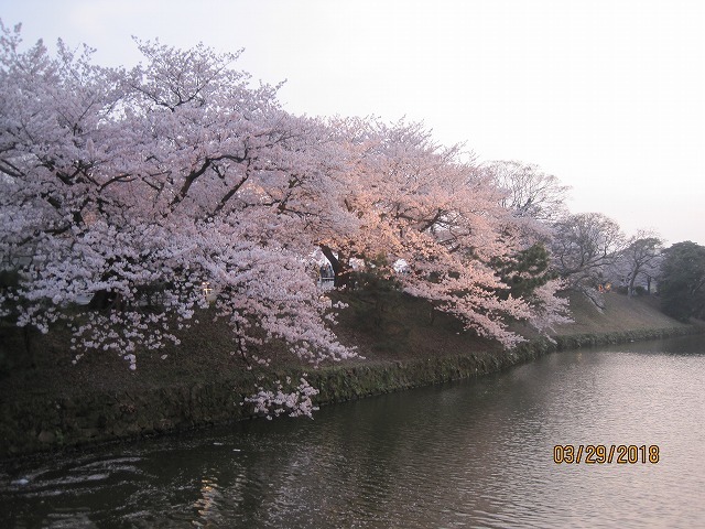 舞鶴公園のサクラです。_d0377086_14301403.jpg