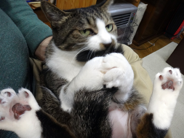 雨の日は、ニャンズとお遊び~~♪_a0136293_15402278.jpg
