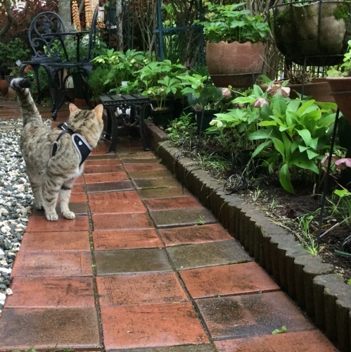 雨あがり_e0358096_16431124.jpeg