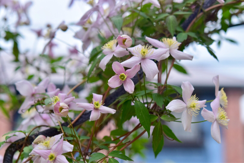 可愛いモンタナ ルーベンスが満開 優しいピンク色のシャワー 薔薇好き花好き庭が好き 元英国在住 アートセラピストが造る癒しの庭 可愛いモンタナ ルーベンスが満開 優しいピンク色のシャワー 薔薇好き花好き庭が好き 元英国在住 アートセラピストが造る癒しの庭