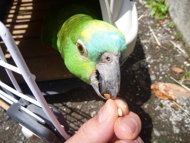 インコのお引っ越し_c0290504_15154835.jpg