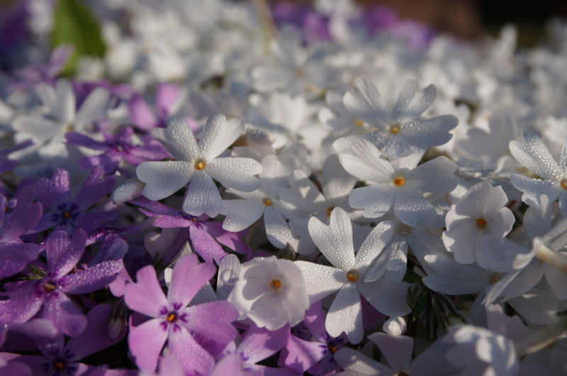 芝桜（朝の庭から）_d0359010_20323942.jpg