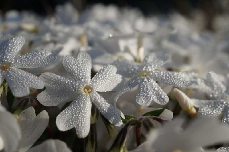 芝桜（朝の庭から）_d0359010_20324940.jpg