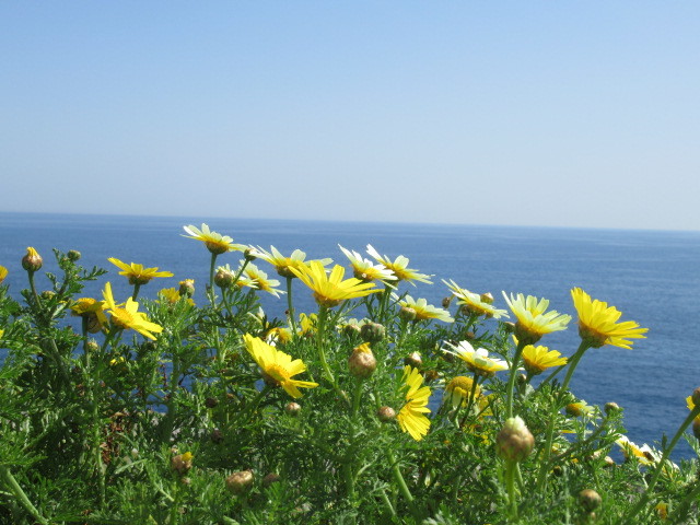 イタリアの野花も満開 海辺にも野原にも古城にも 白い家で 21 イタリアの野花も満開 海辺にも野原にも古城にも 白い家で 21