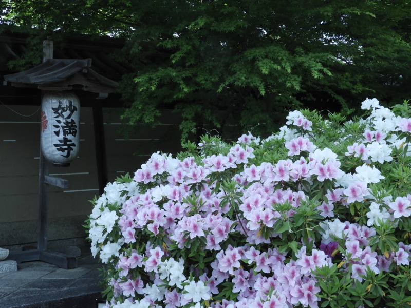 妙満寺 つつじ満開_e0048413_21393990.jpg