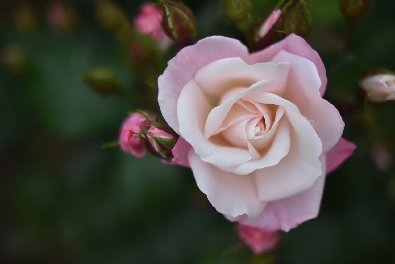 薔薇の香りと潮の香り＠ヴェルニー公園_d0065116_21085748.jpg