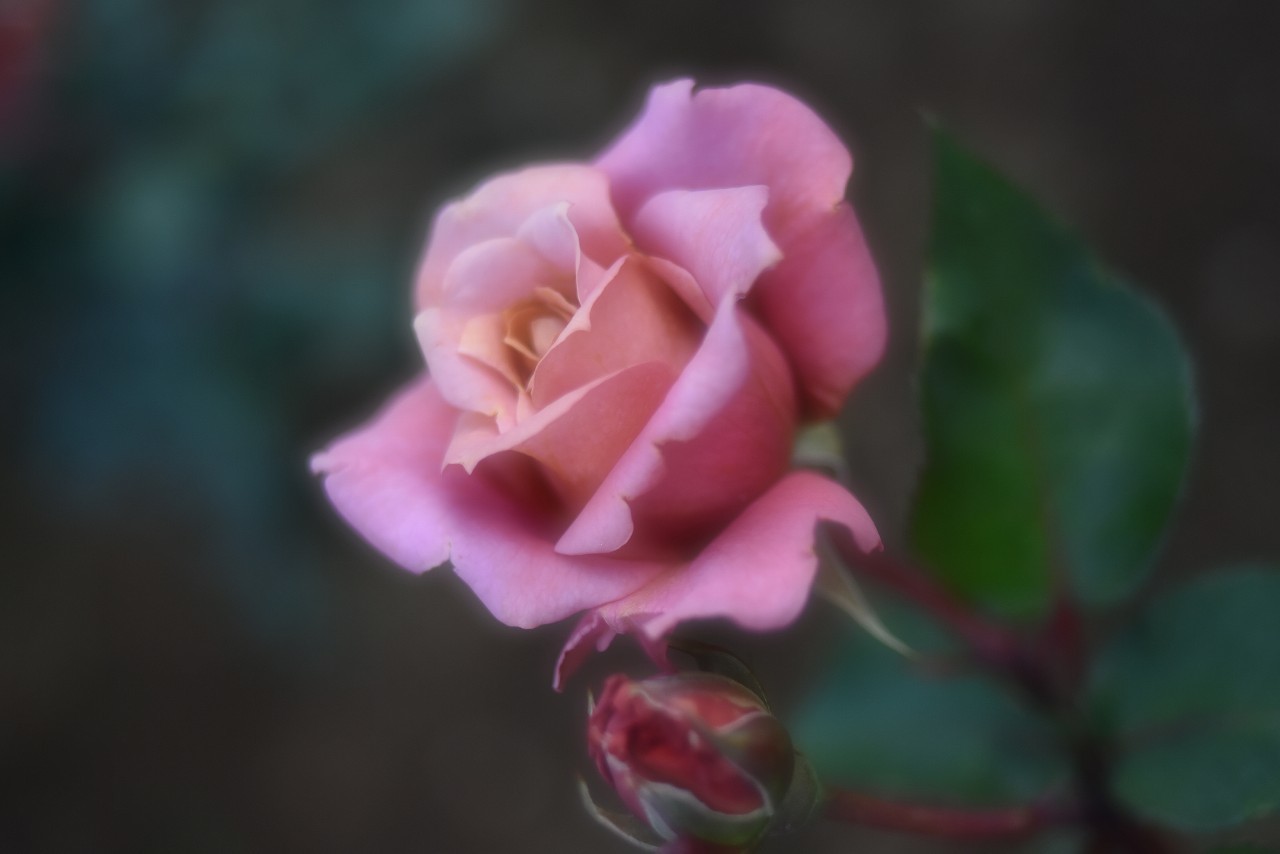 薔薇の香りと潮の香り＠ヴェルニー公園_d0065116_21120955.jpg