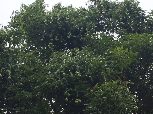 e0208519_06504302.jpg