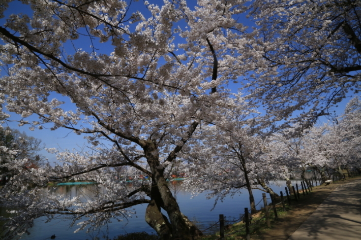 １８年桜紀行２８・信州須坂市臥竜公園その１_f0229832_22391743.jpg