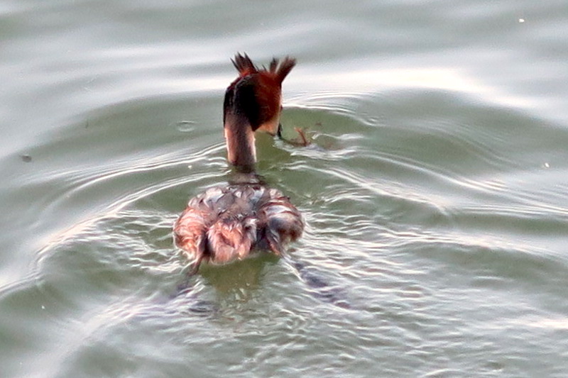 ザリガニを鳥捕る湖畔の春の夕暮れ_f0234936_714312.jpg