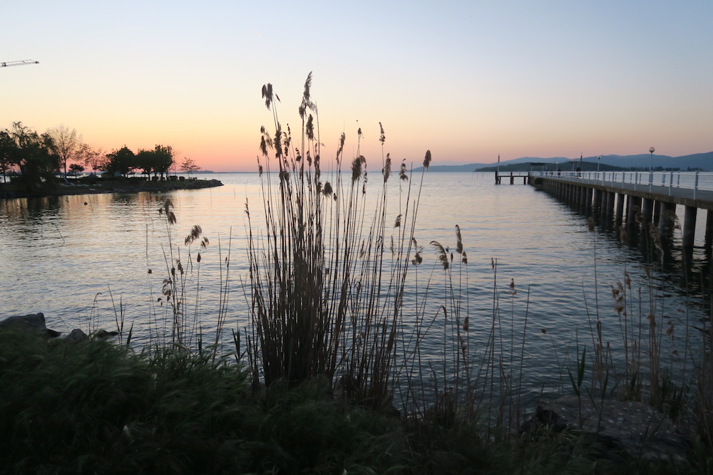 ザリガニを鳥捕る湖畔の春の夕暮れ_f0234936_724841.jpg