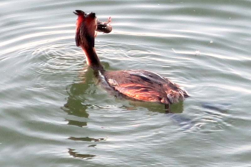 ザリガニを鳥捕る湖畔の春の夕暮れ_f0234936_754978.jpg