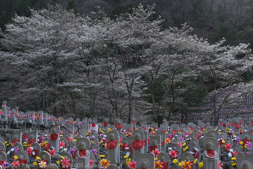 紫雲山 地蔵寺 桜_e0362037_20482984.jpg