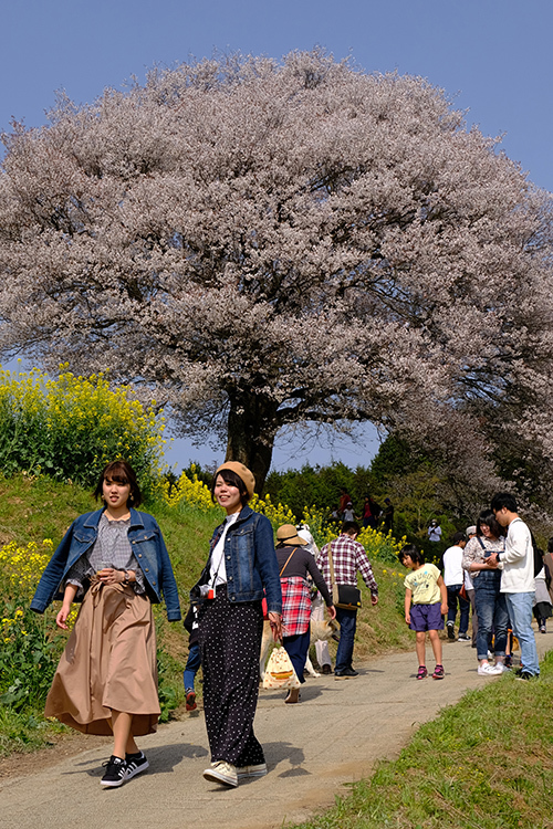 桜シリーズ4 最終回 馬場の山桜 ー武雄市武内町にてー Kaji ブログサイト 桜シリーズ4 最終回 馬場の山桜 ー武雄市武内町にてー Kaji ブログサイト