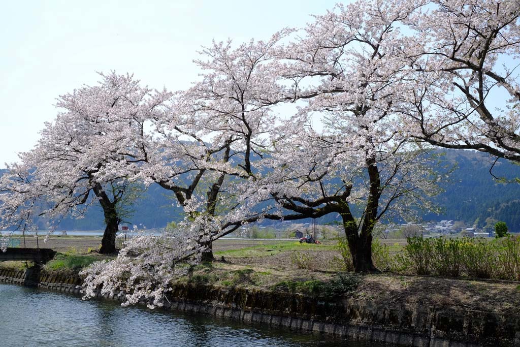 桜の余呉湖 18 04 10 新 トラちゃん ちー 明日葉 観察日記