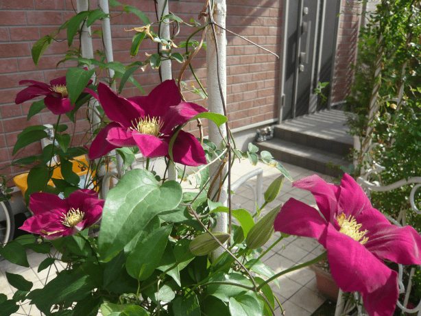 c0365341_21172620.gif