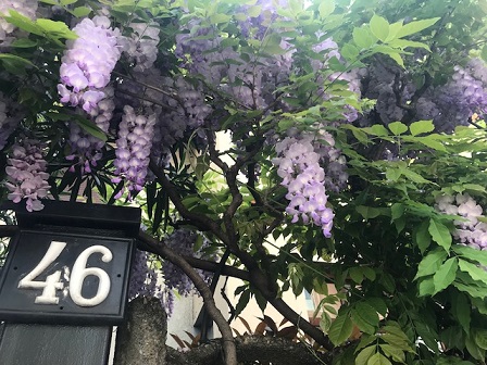 お友達とご来店のお客様・蝶々の結城紬に黄色いお花の帯_f0181251_15114918.jpg