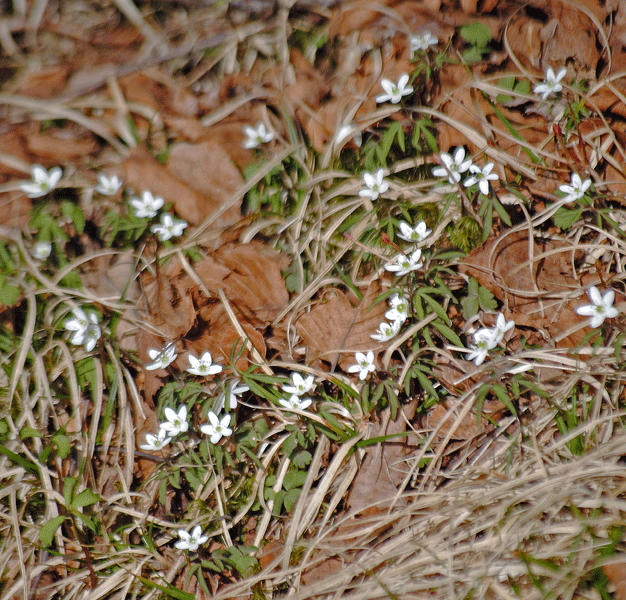 a0001354_01065164.gif