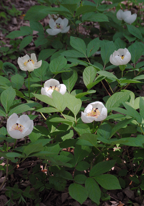 4月26日　赤城自然園 ヤマシャクヤク 滑り込みセーフ!_a0001354_19532584.gif