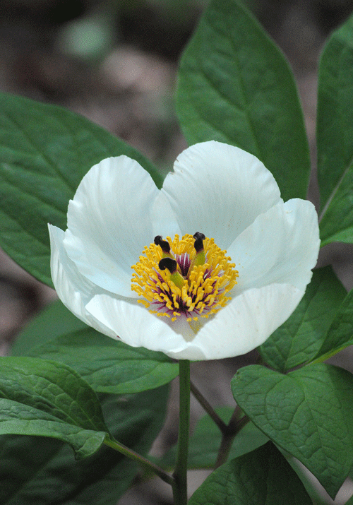 a0001354_19540544.gif