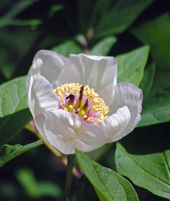a0001354_20052476.gif