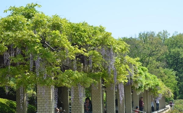 春の神代植物園_e0020957_14420175.jpg