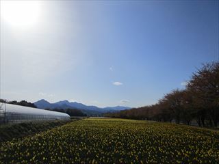 群馬県東吾妻郡　すいせん祭りにて☆_d0045362_09184602.jpg