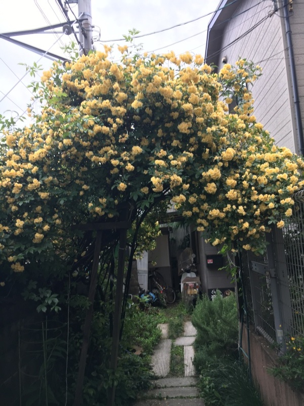 初ツバメ_f0363168_08083010.jpeg