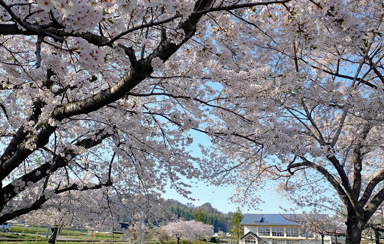 桜（伊佐沢）_e0096372_10033121.jpg