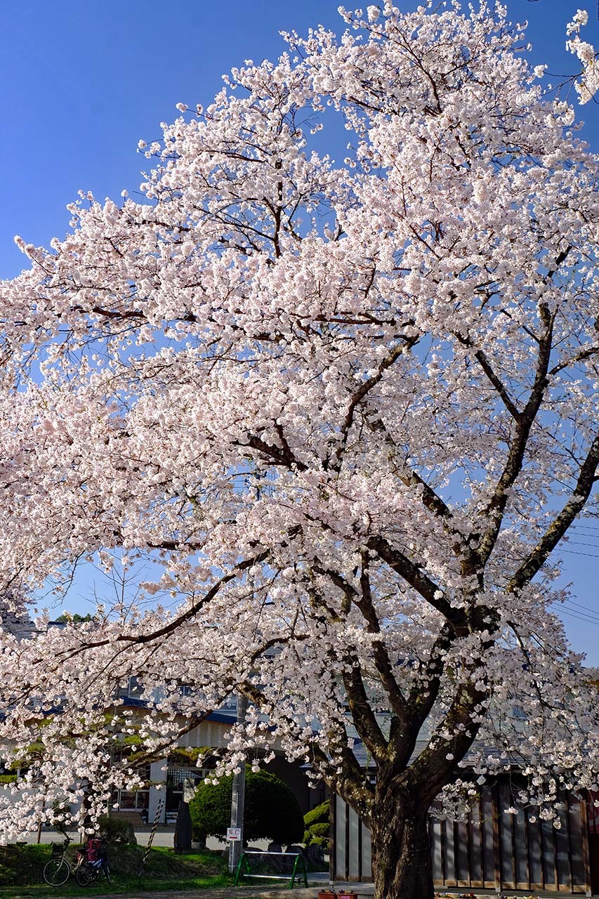 桜（伊佐沢）_e0096372_10033222.jpg