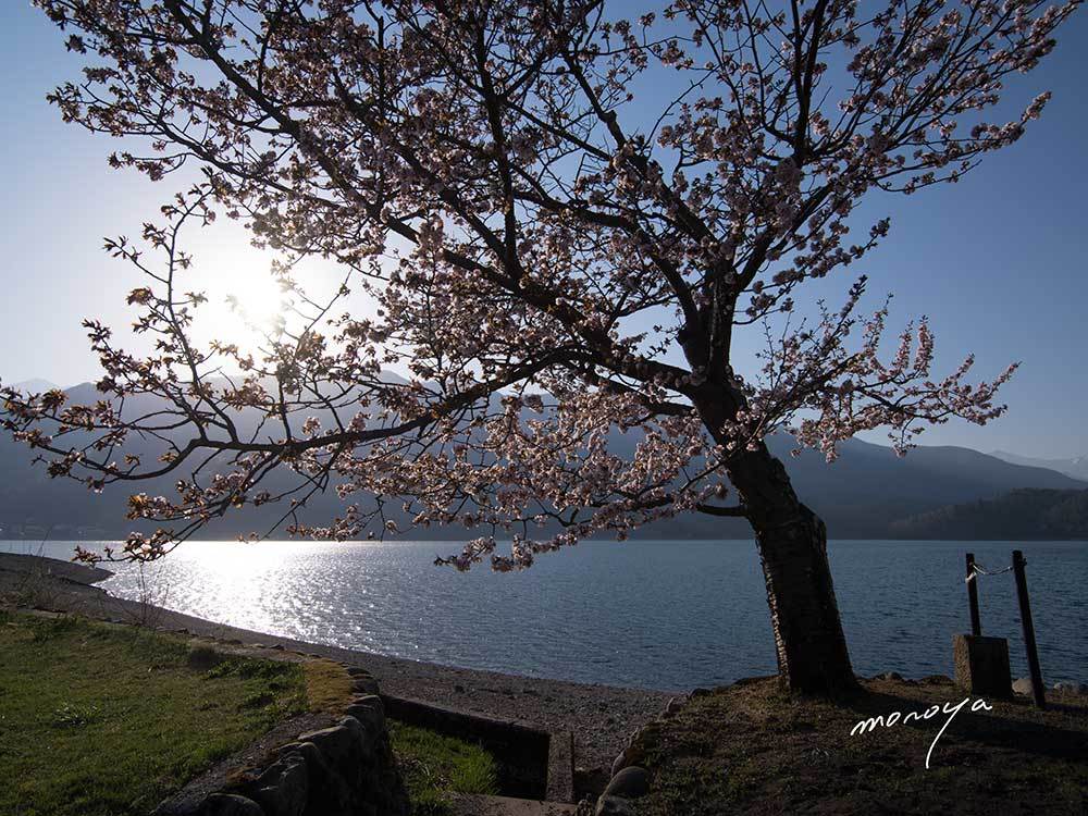 青木湖の一本桜_c0085877_06035687.jpg