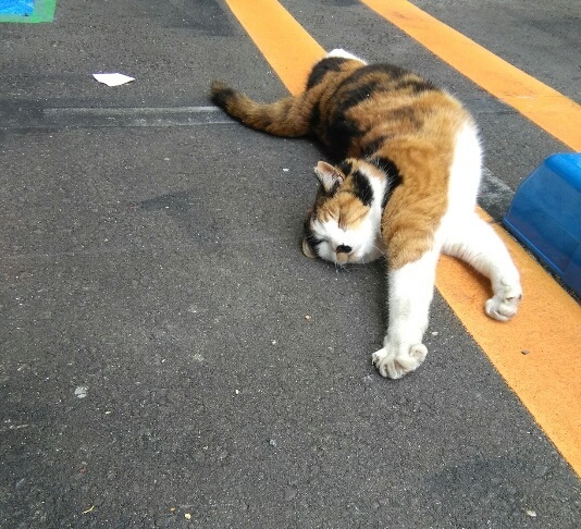 こそっとにゃんこ_b0322280_21411968.jpg