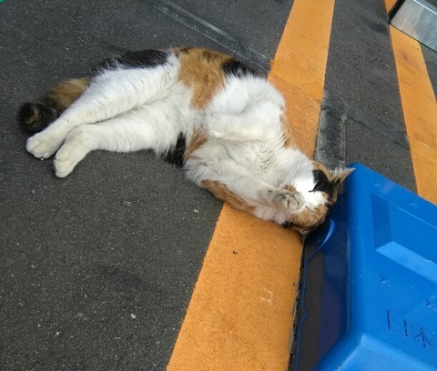こそっとにゃんこ_b0322280_21413999.jpg