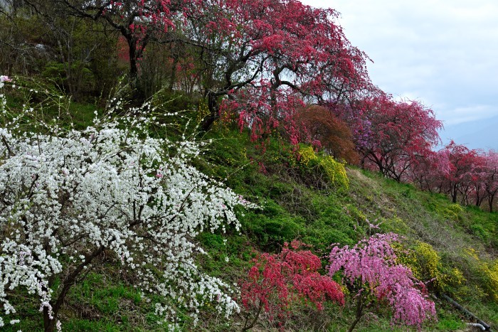 花桃・最終章_d0341880_07182773.jpg