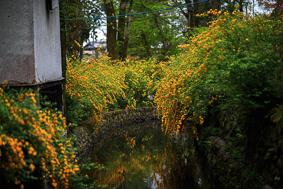 山吹の頃！　　～松尾大社～_b0128581_20295350.jpg