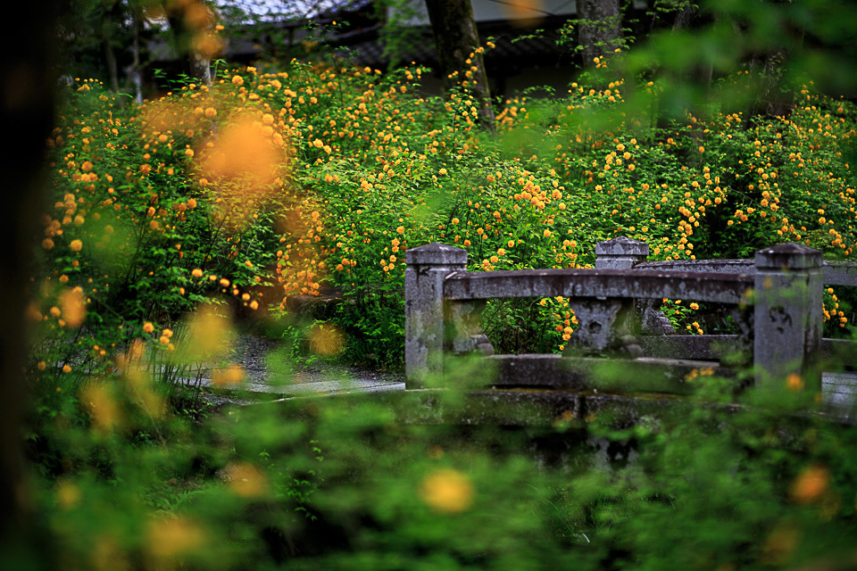 山吹の頃！　　～松尾大社～_b0128581_20301157.jpg