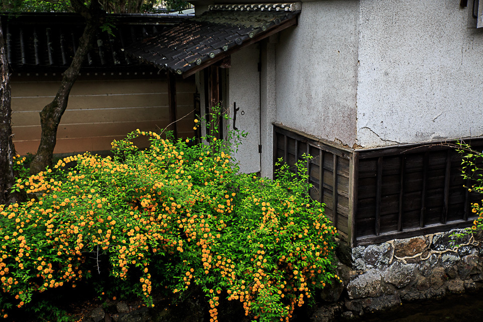 山吹の頃！　　～松尾大社～_b0128581_20303391.jpg