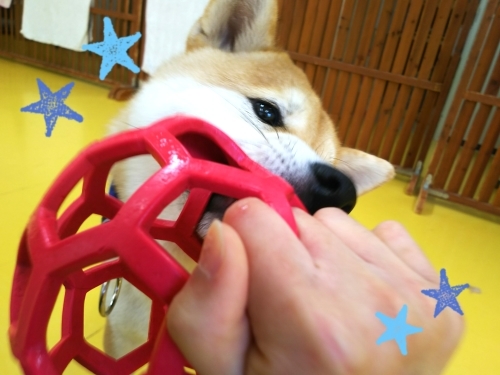 トレーニングブログ_f0357682_21115115.jpg