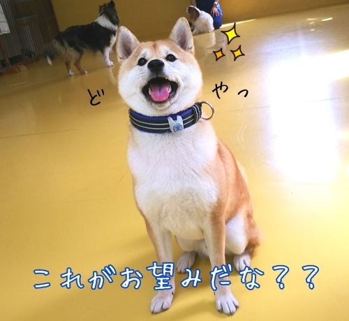 トレーニングブログ_f0357682_21282640.jpg