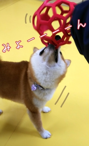 トレーニングブログ_f0357682_21344157.jpg