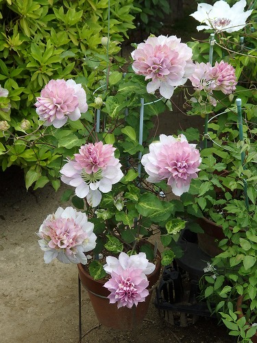 八重も咲いています 花のある生活 クレマチス